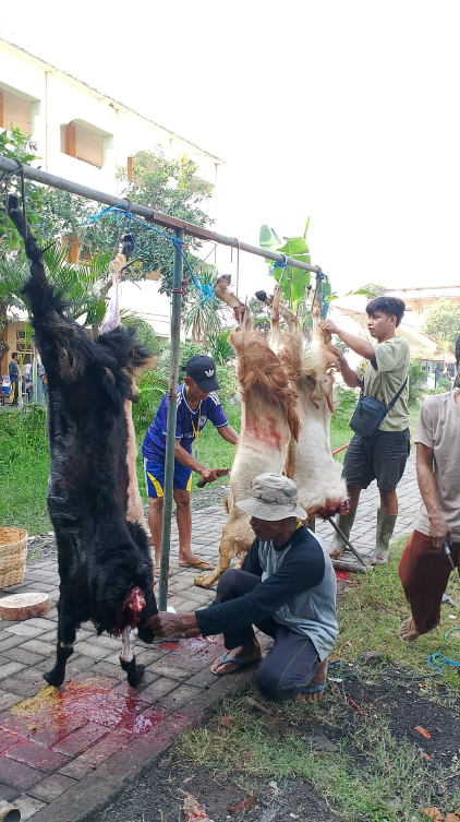 Pengulitan daging kurban oleh panitia yang bertugas